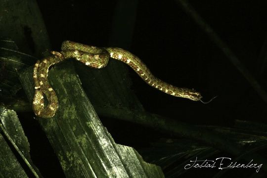 Image of Eyelash Viper