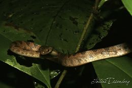 Imagem de Leptodeira septentrionalis (Kennicott ex Baird 1859)