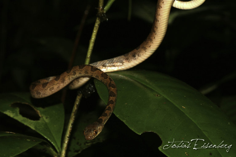 Imagem de Leptodeira septentrionalis (Kennicott ex Baird 1859)