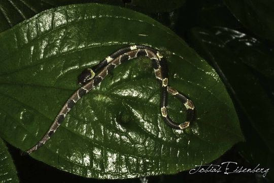 Image of American Snail-eater