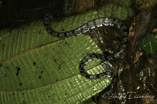 Image of Cloudy Snail-eating Snake