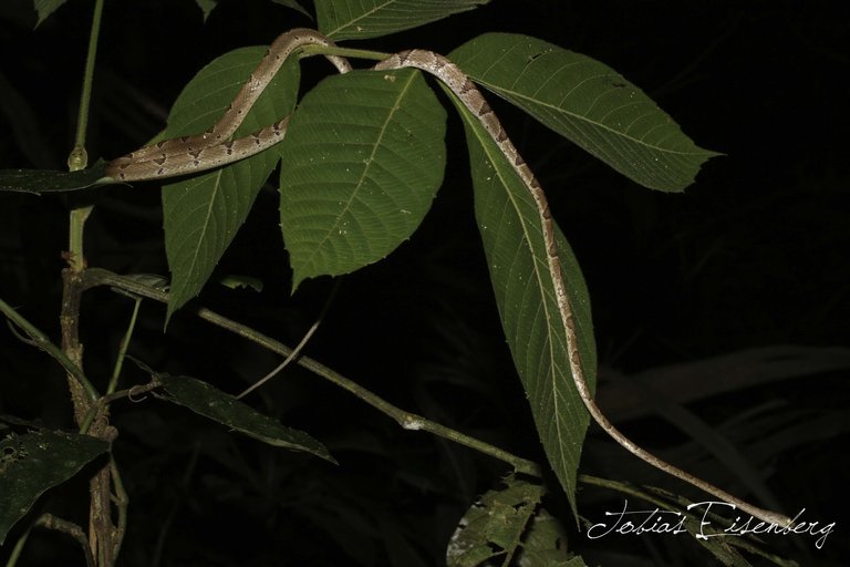 Image of Blunthead Tree Snake