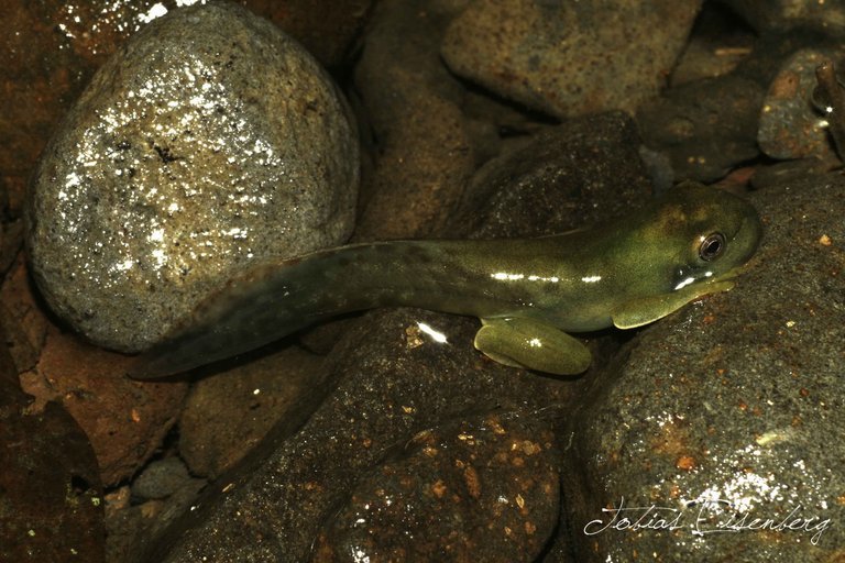 Image of Palmer's Treefrog