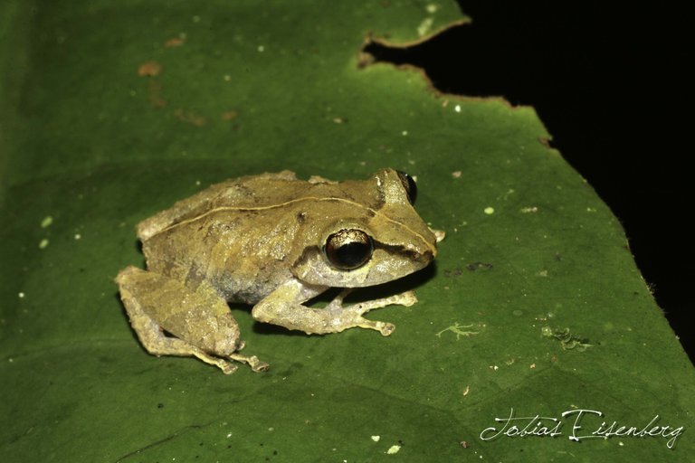 Image of Rio San Juan Robber Frog