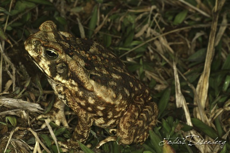 Image of Cane Toad