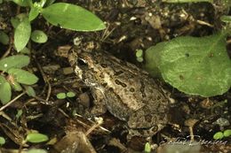 Image of Cane Toad