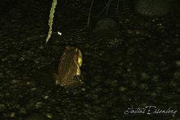 Image of Cane Toad