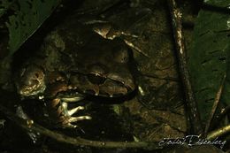 Image of Savage's Thin-toed Frog