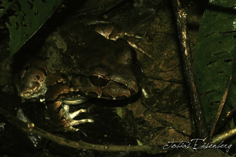 Image of Savage's Thin-toed Frog