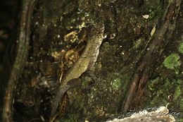 Sivun Anolis humilis Peters 1863 kuva