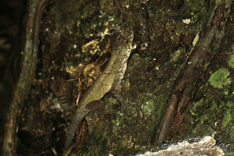 Sivun Anolis humilis Peters 1863 kuva