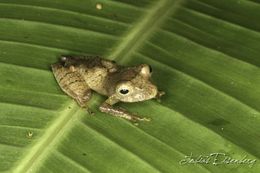 Imagem de Pristimantis caryophyllaceus (Barbour 1928)