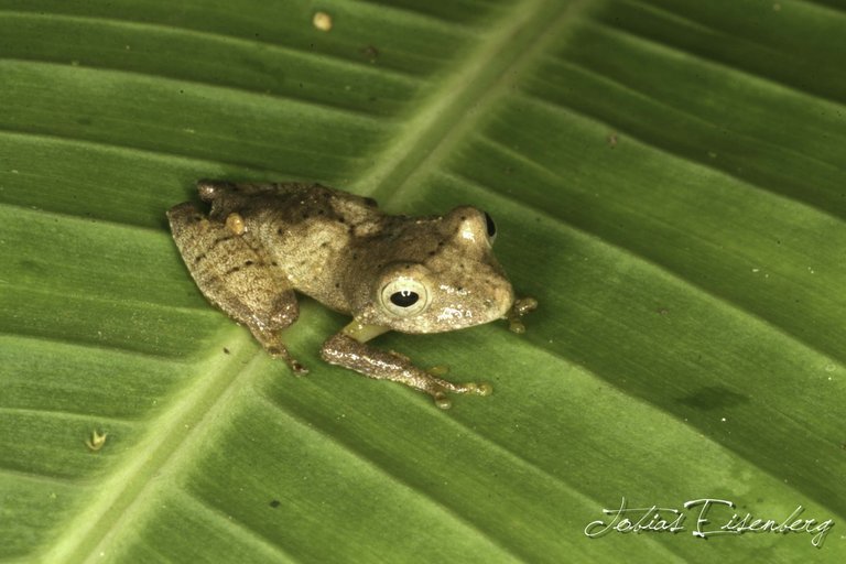 Image of La Loma Robber Frog