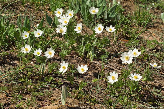 Anemone drummondii S. Wats. resmi