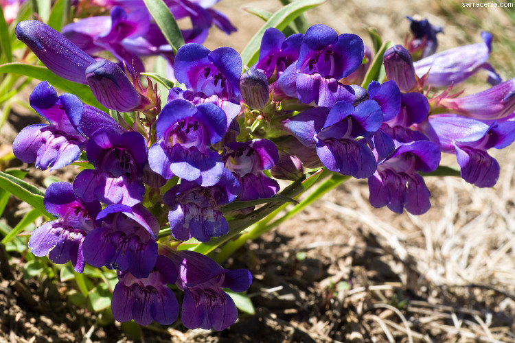 Image of royal penstemon