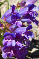 Image of royal penstemon