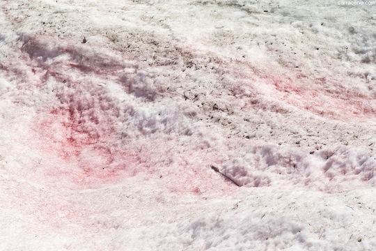 Image of snow alga