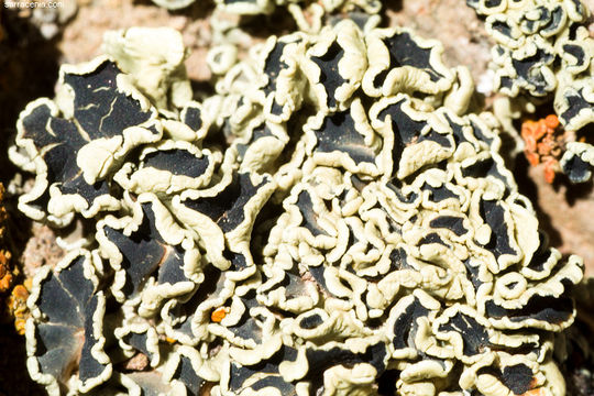 Image de Lecanora garovaglii (Körb.) Zahlbr.