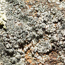 Image of Garovagl's rim lichen