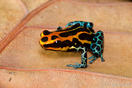 Image of Amazonian Poison Frog