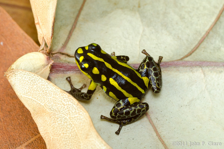 Image of Ranitomeya flavovittata (Schulte 1999)