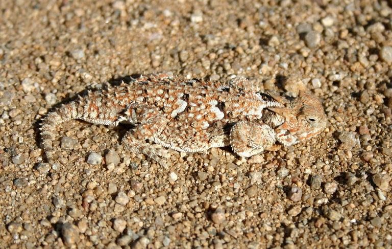 Image of Desert Horned Lizard