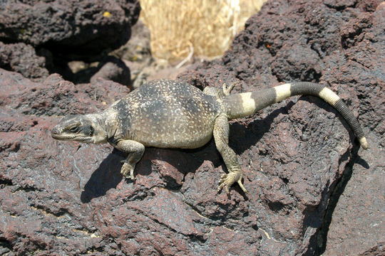 Sivun Chuckwalla kuva