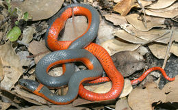 Image of Ring-necked Snake