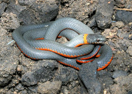 Image of Ring-necked Snake