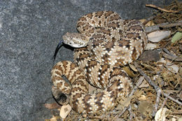 Image of Panamint Rattlesnake