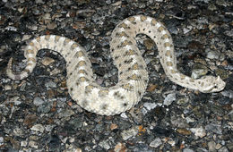 Image of Sidewinder Rattlesnake