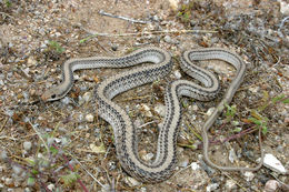 Image of Western Patch-nosed Snake