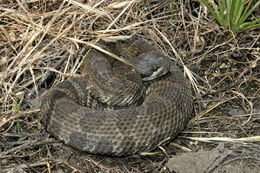 Image of Northern Pacific Rattlesnake