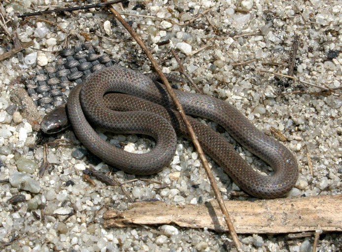 Image of Sharp-tailed Snake