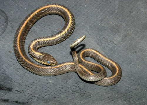 Image of Aquatic Gartersnake