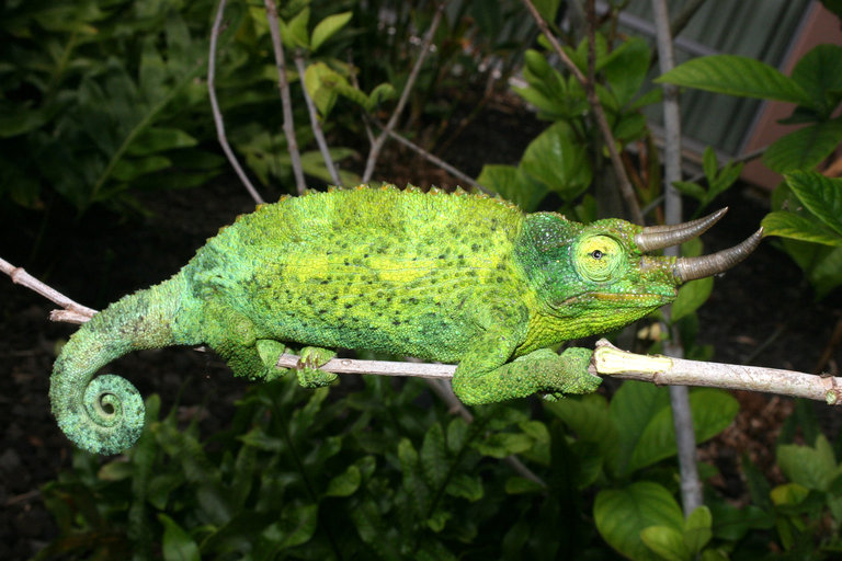 Image of Jackson's Three-horned Chameleon