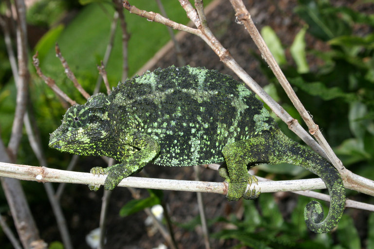 Image of Jackson's Three-horned Chameleon