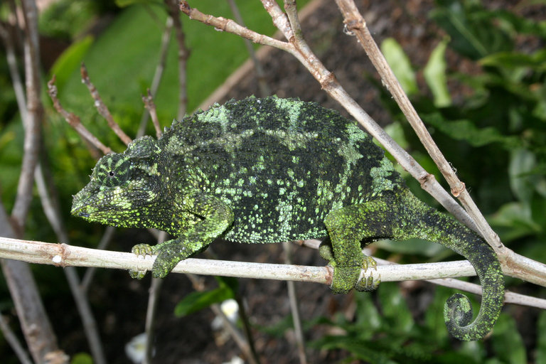 Plancia ëd Trioceros jacksonii (Boulenger 1896)