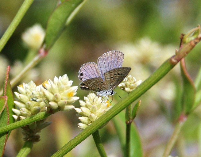 Image of Reakirt's Blue