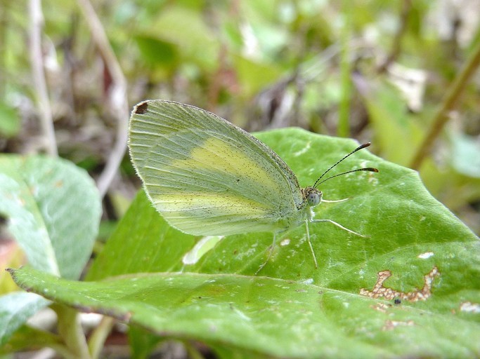 <i>Eurema daira eugenia</i>的圖片