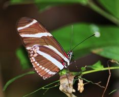 Image of Zebra Longwing