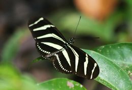 Image of Zebra Longwing