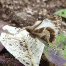 Image of Turk's-Cap White-Skipper