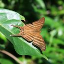 Image of Many-banded Daggerwing