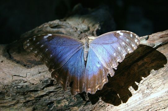 Imagem de <i>Morpho helenor montezuma</i>