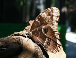 Imagem de <i>Morpho helenor montezuma</i>