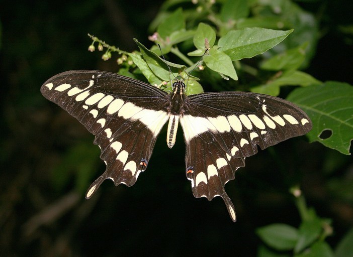 Sivun Papilio thoas Linnaeus 1771 kuva