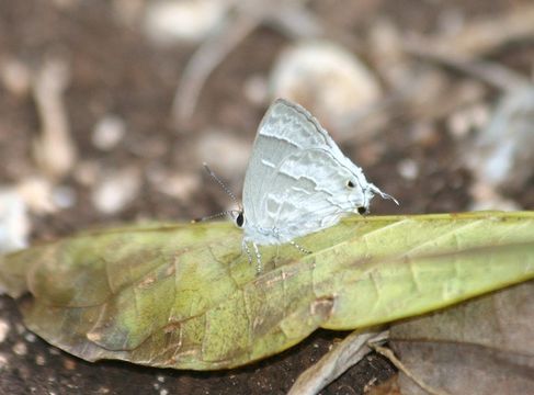 Image of White Scrub-Hairstreak