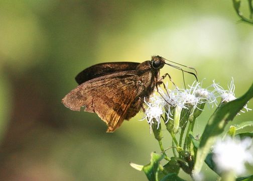 Image of Typhedanus ampyx Godman & Salvin 1893