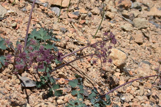 Image de Tauschia glauca (Coult. & Rose) Mathias & Constance